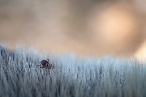 Close up of American dog tick crawling animal fur. These arachnids a most active in spring and can be careers of Lyme disease or encephalitis. Nobody