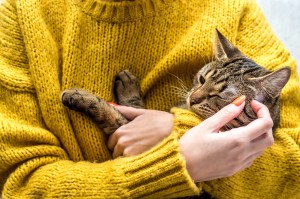 Portrait of a cat in the hands of the owner. Ticks on Cats