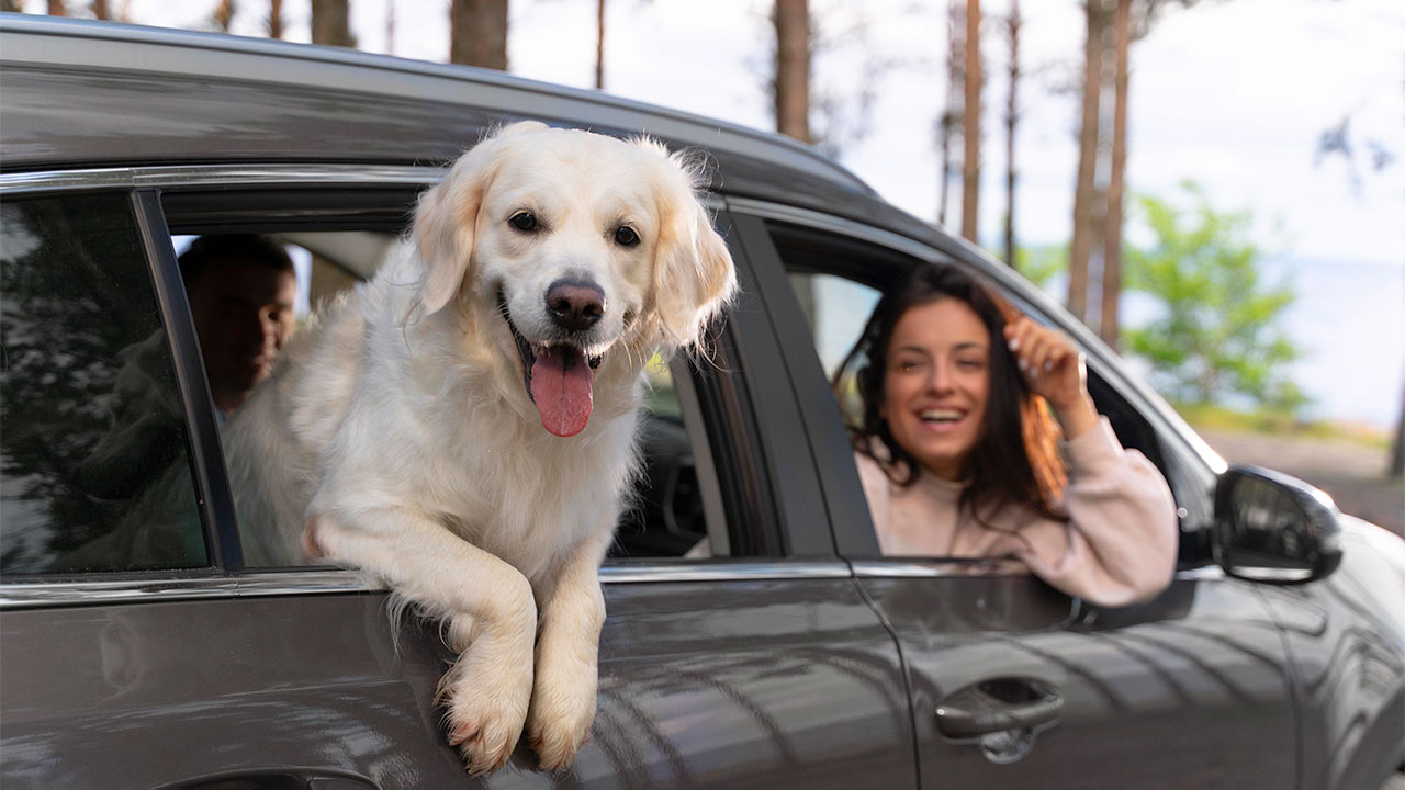 Tips for Traveling with Pets